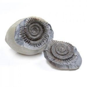 ammonite_whitby_positive_negative pairs