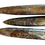 belemnites