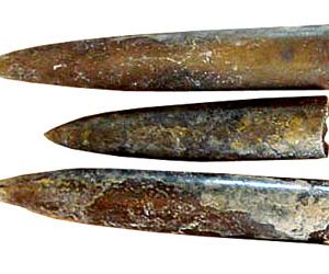 belemnites