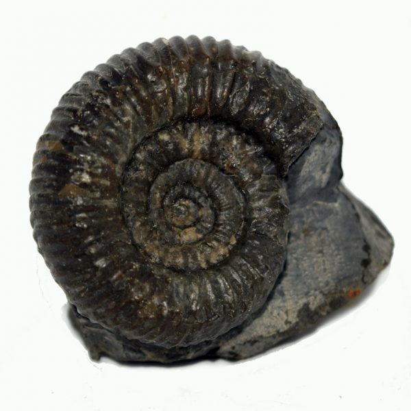 Dactylioceras Ammonite Fossil