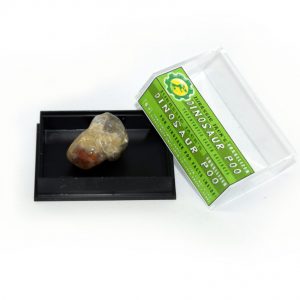 Dinosaur Poo Box _20mm_3-1024x843