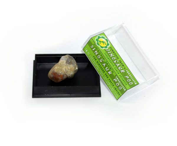 Dinosaur Poo Box _20mm_3-1024x843