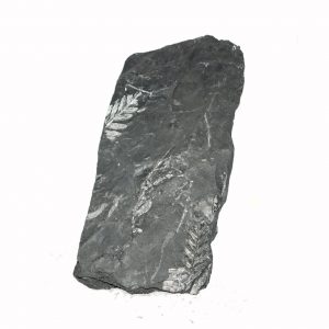 fossil_fern_Pecopteris