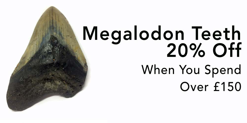 megalodon tooth teeth offer