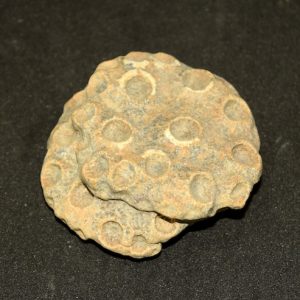 fossil_coral_unpolished