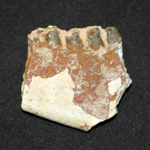 Oreodont Jaw Fossil Piece