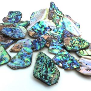 paua shell new_zealand_pieces Jurassic jacks