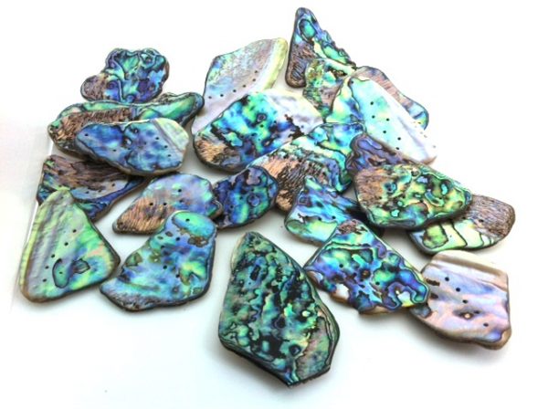 paua shell new_zealand_pieces Jurassic jacks