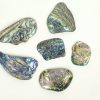 paua_shell_new_zealand_pieces_large abalone jurassic jacks