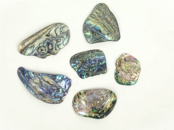 paua_shell_new_zealand_pieces_large abalone jurassic jacks