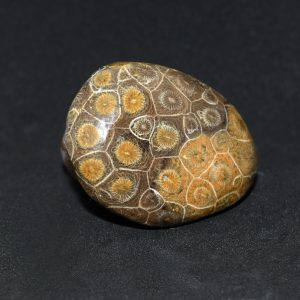 Coral Head Polished fossil