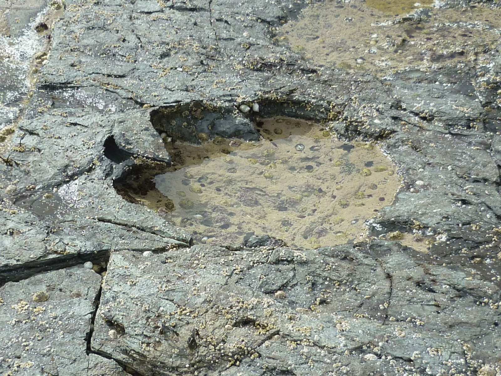 dinosaur-foot-print Isle of Skye