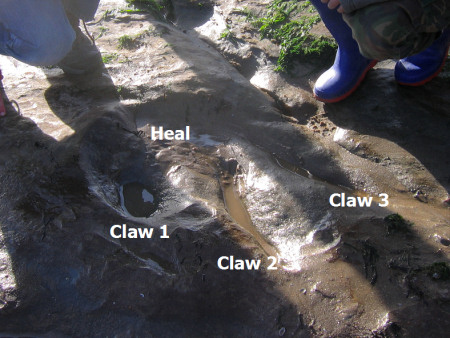fairlight cove dinosaur footprint