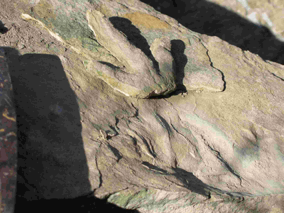 port_mulgrave_dinosaur_footprint