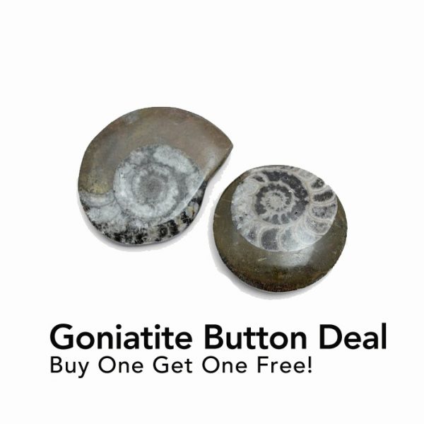 goniatite_button deal