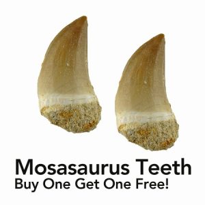 mosasaurus-tooth deal