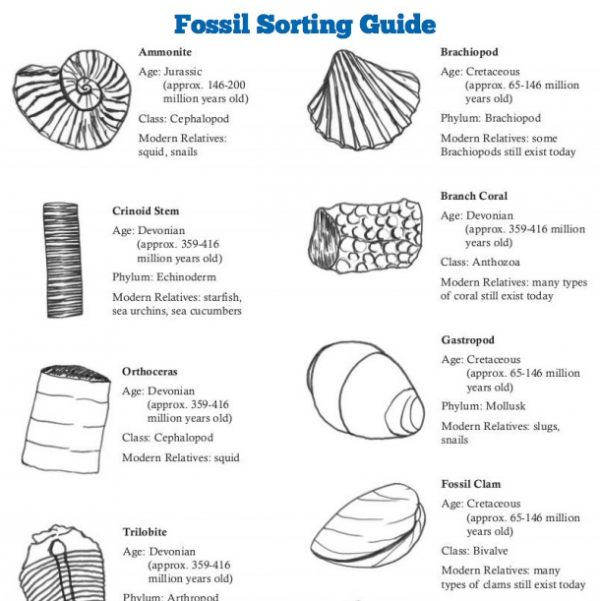 fossil_sorting_guide