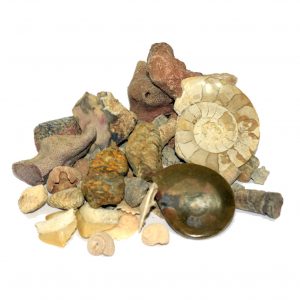 fossil sorting kit