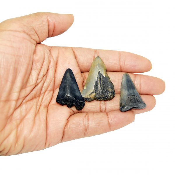 mini_megalodon_tooth_partial