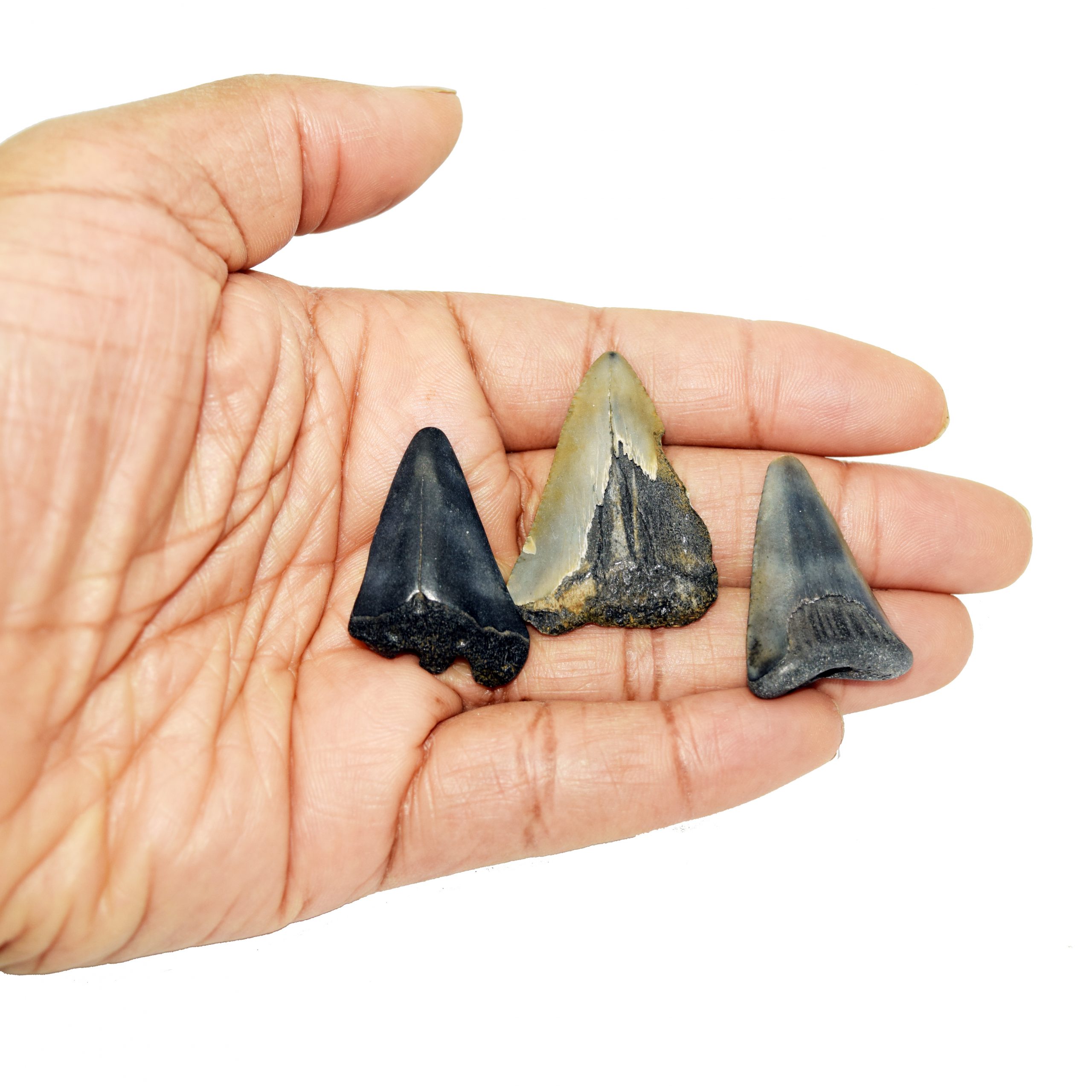 Mini Megalodon Tooth – Jurassic Jacks Fossil Shack