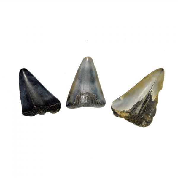 mini_megalodon_tooth_partials