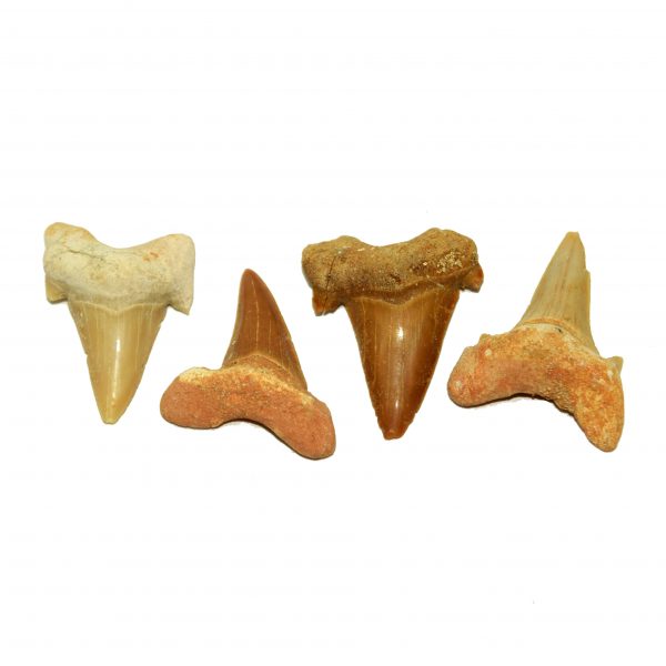 otodus_sharks_teeth