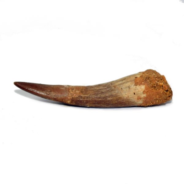 plesiosaur_tooth_jurassic jacks