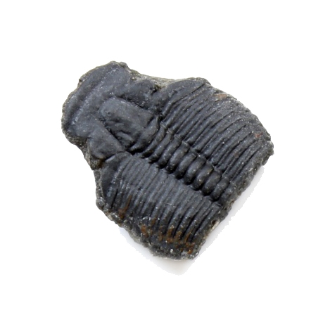 Elrathia Trilobite