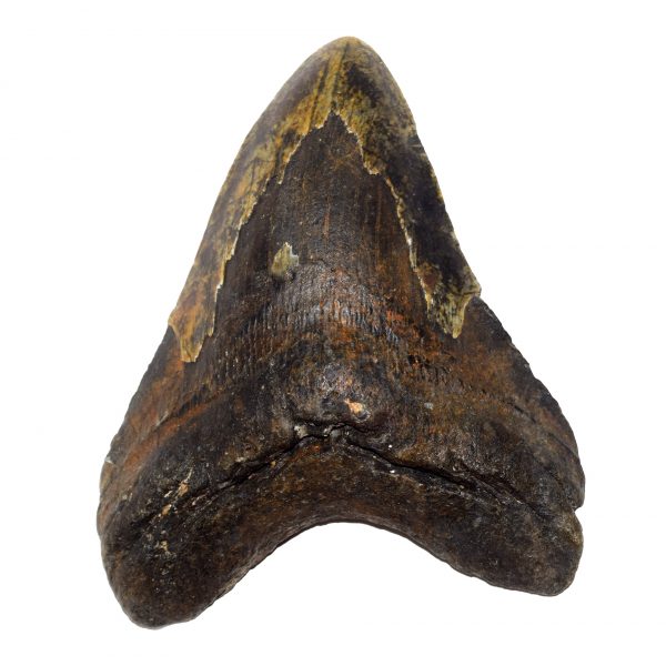 Megalodon Teeth For Sale 12cm whole megalodon tooth 5inch