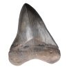 full_megalodon_tooth