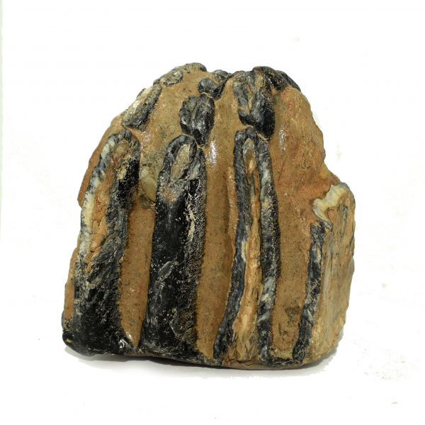 mammoth tooth fossil ice age