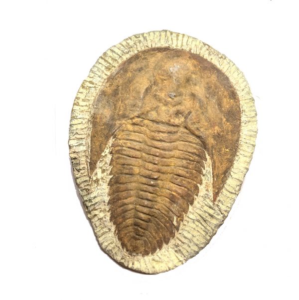 Cambropallas Trilobite