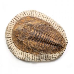 Cambropallas Trilobite