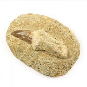 Mosasaur Tooth With Root on Matrix
