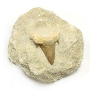 Shark Tooth Fossil on Matrix