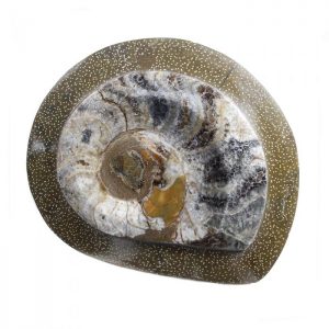 Polished Ammonite in Frame