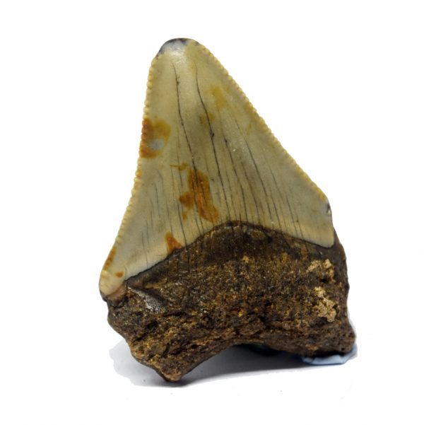 megalodon_tooth_50mm