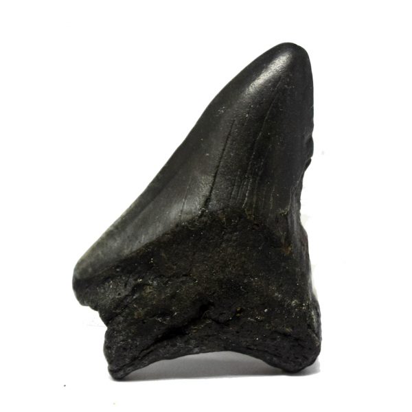 megalodon_tooth_55mm