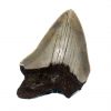 megalodon_tooth_65mm