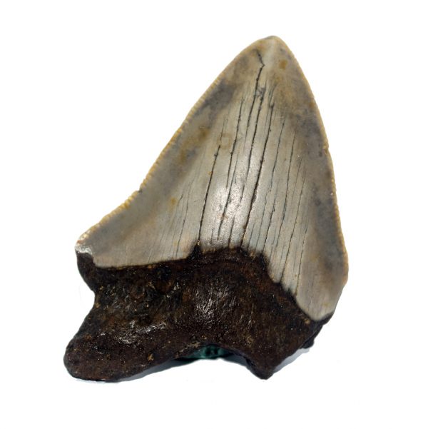 megalodon_tooth_65mm