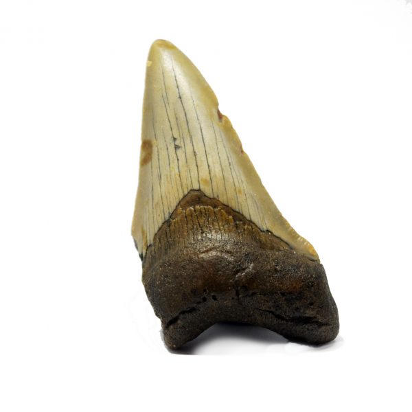 megalodon_tooth_68mm
