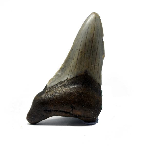 megalodon_tooth_69mm