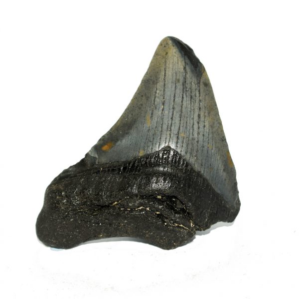 megalodon_tooth_70mm_jurassic_jacks