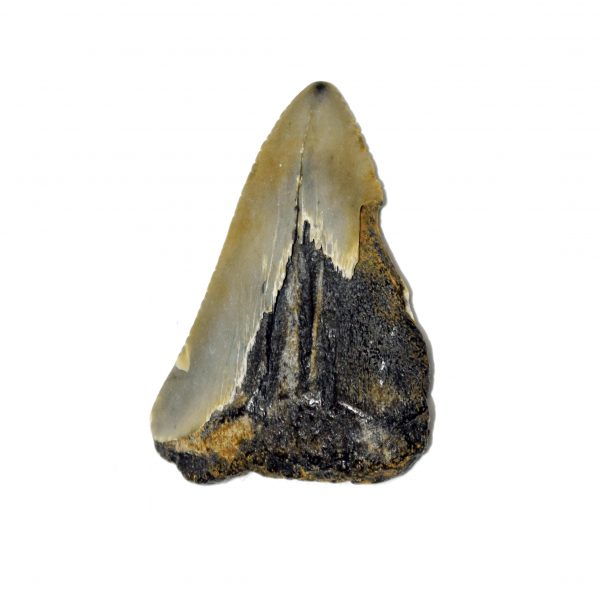 mini_megalodon_tooth_partial_