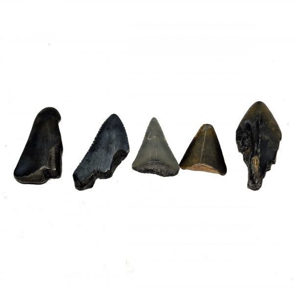 mini_megalodon_tooth_partial_