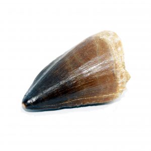 Large Mosasaur Tooth Fossil