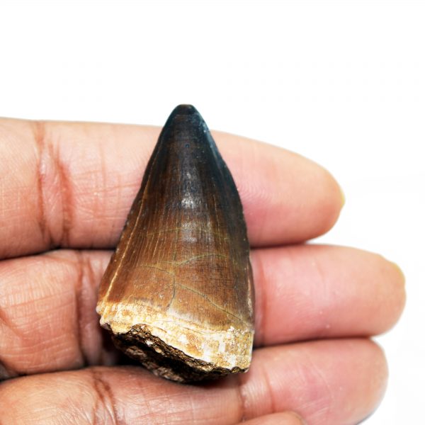 large mossaur tooth