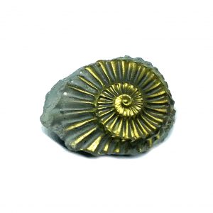 Ammonites With Pyrite