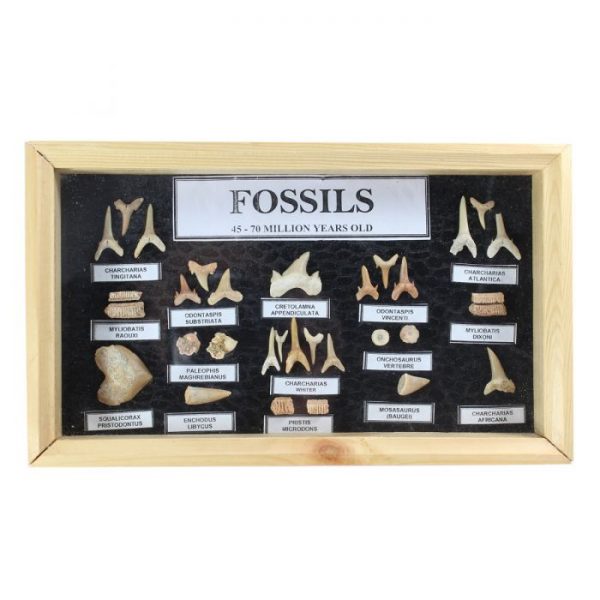 fossil_shark_tooth_collection_in_display_case