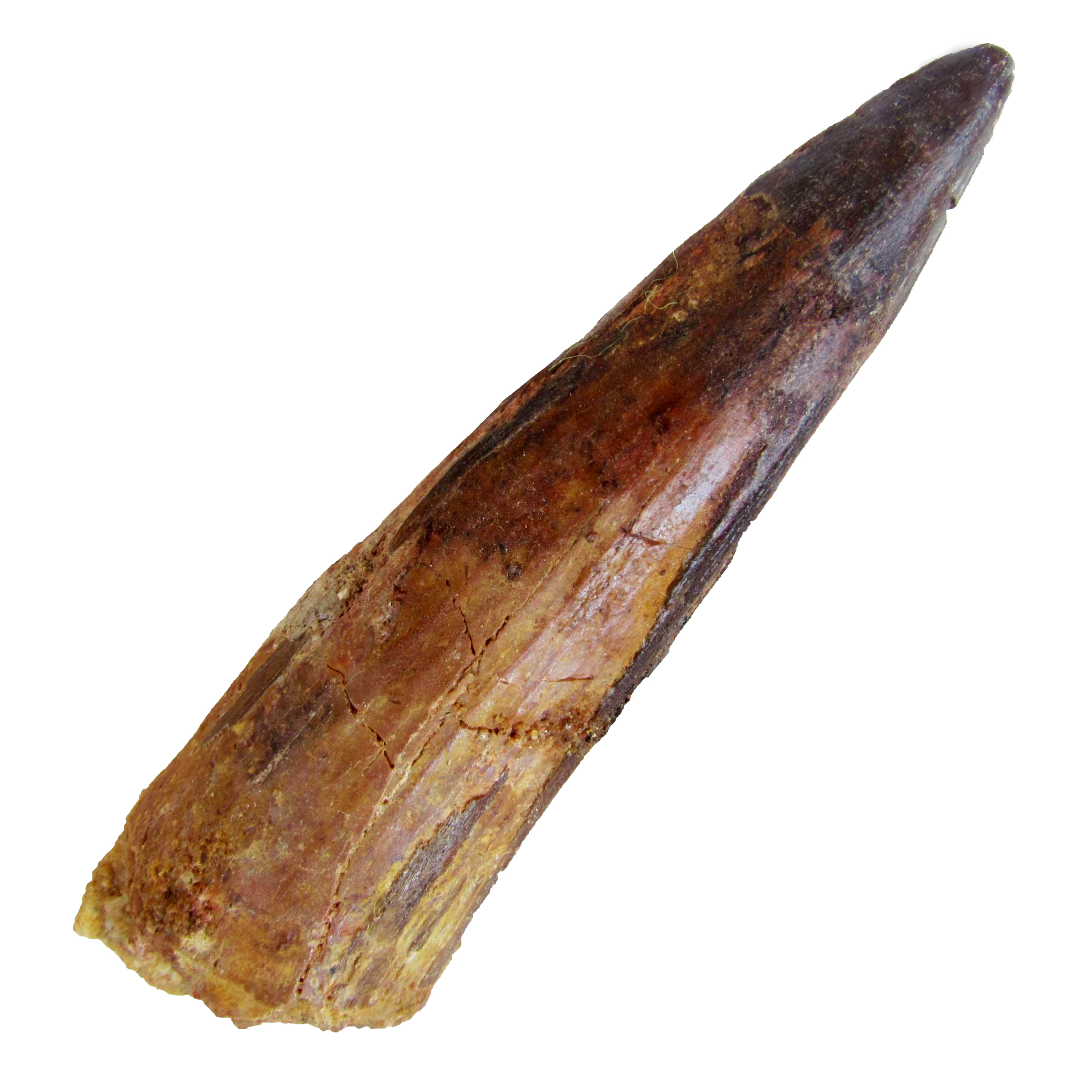 Shark Tooth Pendant – Colecciones de Minerales